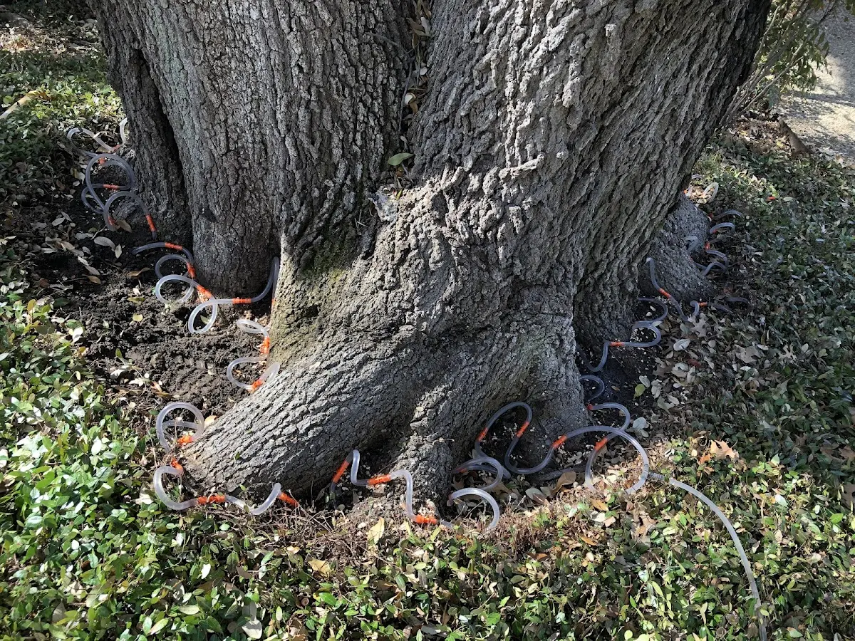 Detailed Tree Cabling and Bracing job site in California City