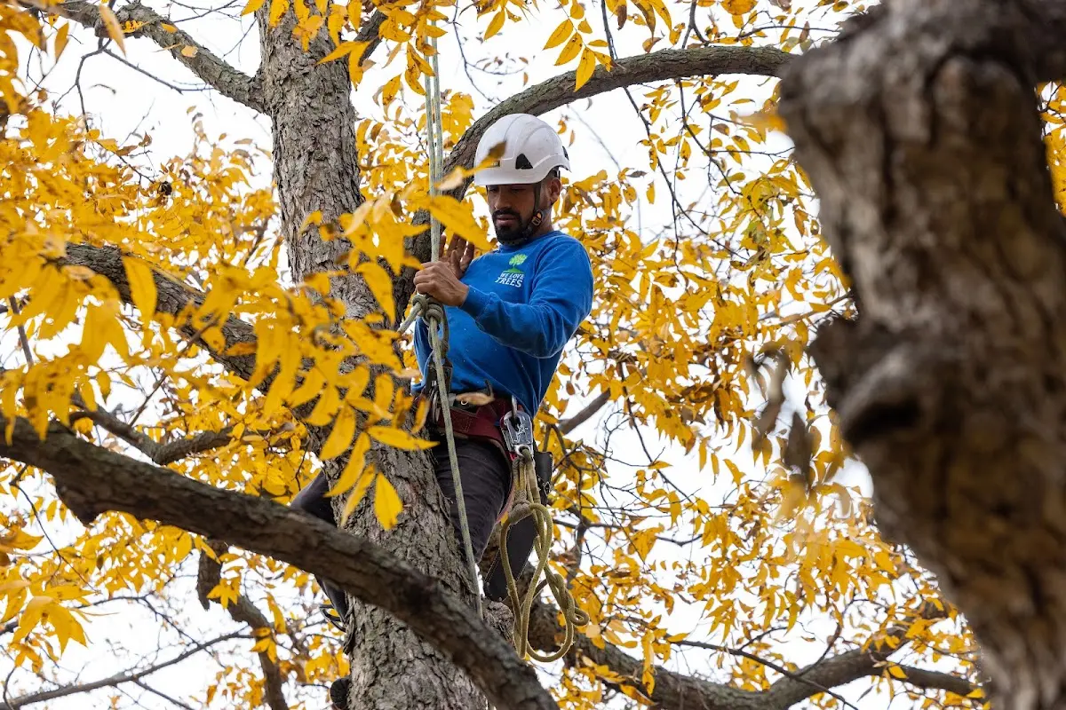Skilled Tree Planting crew working in California City